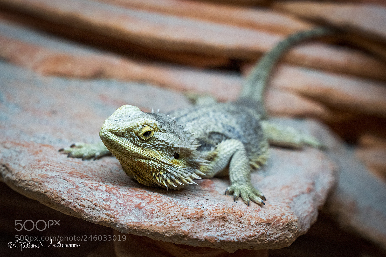 Sony a7R II sample photo. Hi friends (✿◠‿◠) photography