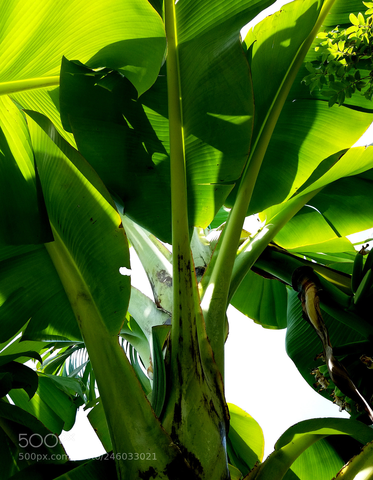 Samsung Galaxy J5(2016) sample photo. Under the banana tree photography