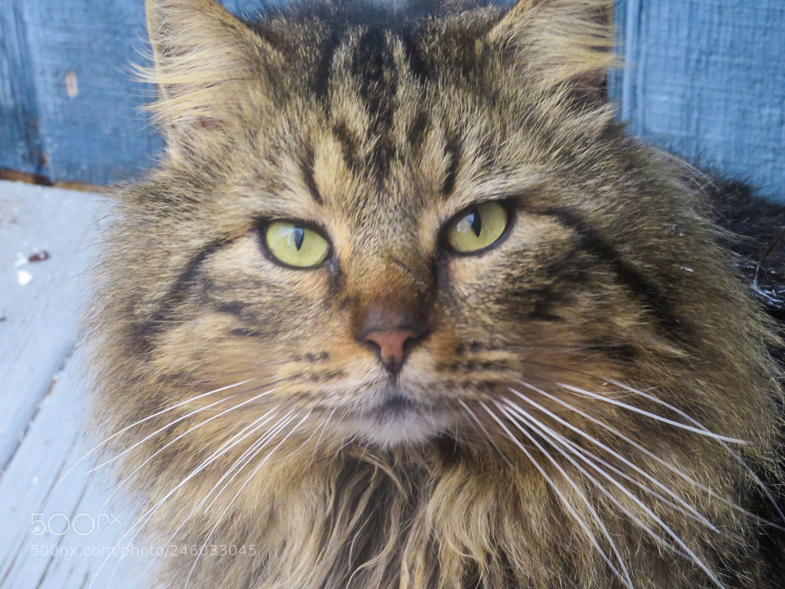 Canon PowerShot SX540 HS sample photo. Kitty cat photography