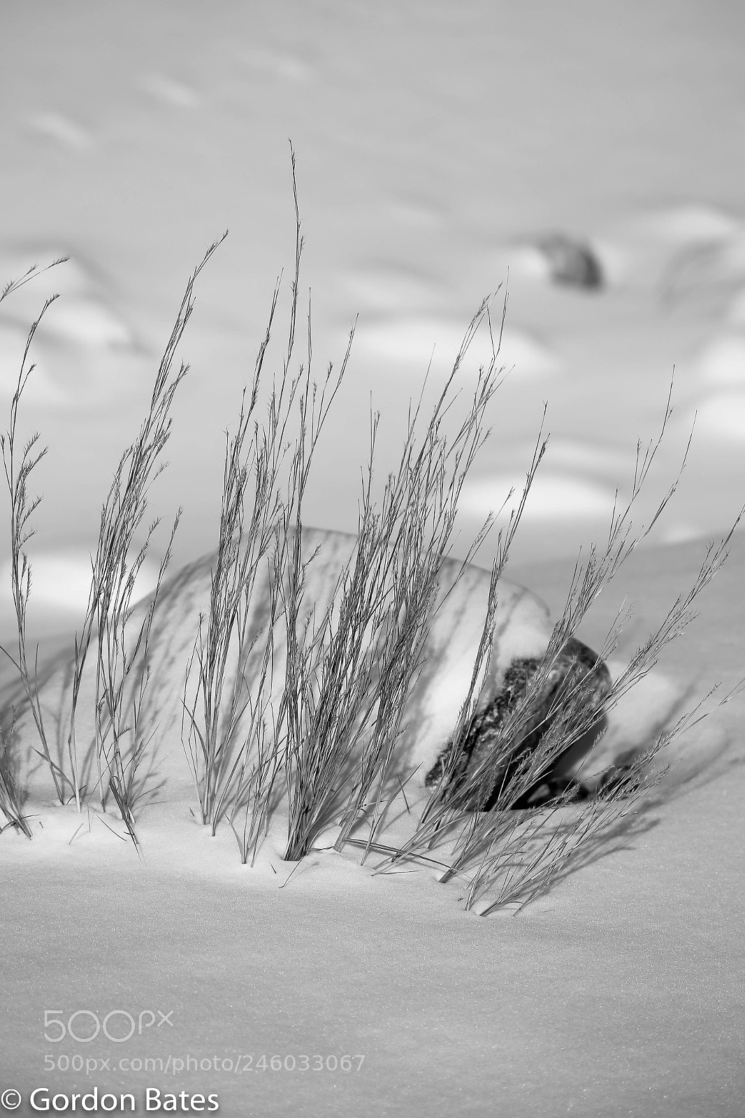 Canon EOS 6D sample photo. Rock and grasses in photography
