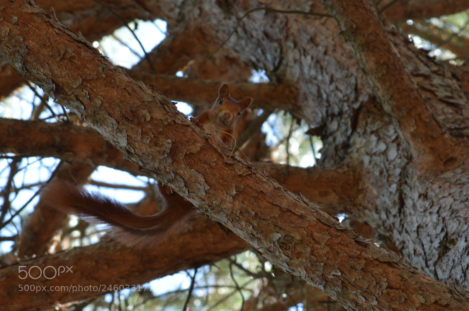Nikon D3200 sample photo. () photography