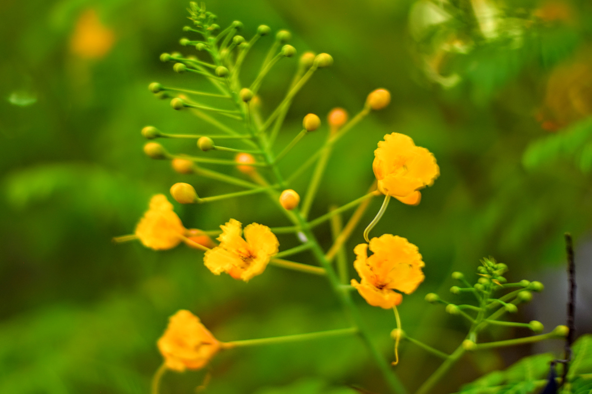 Nikon AF-S Nikkor 50mm F1.8G sample photo. Flower photography