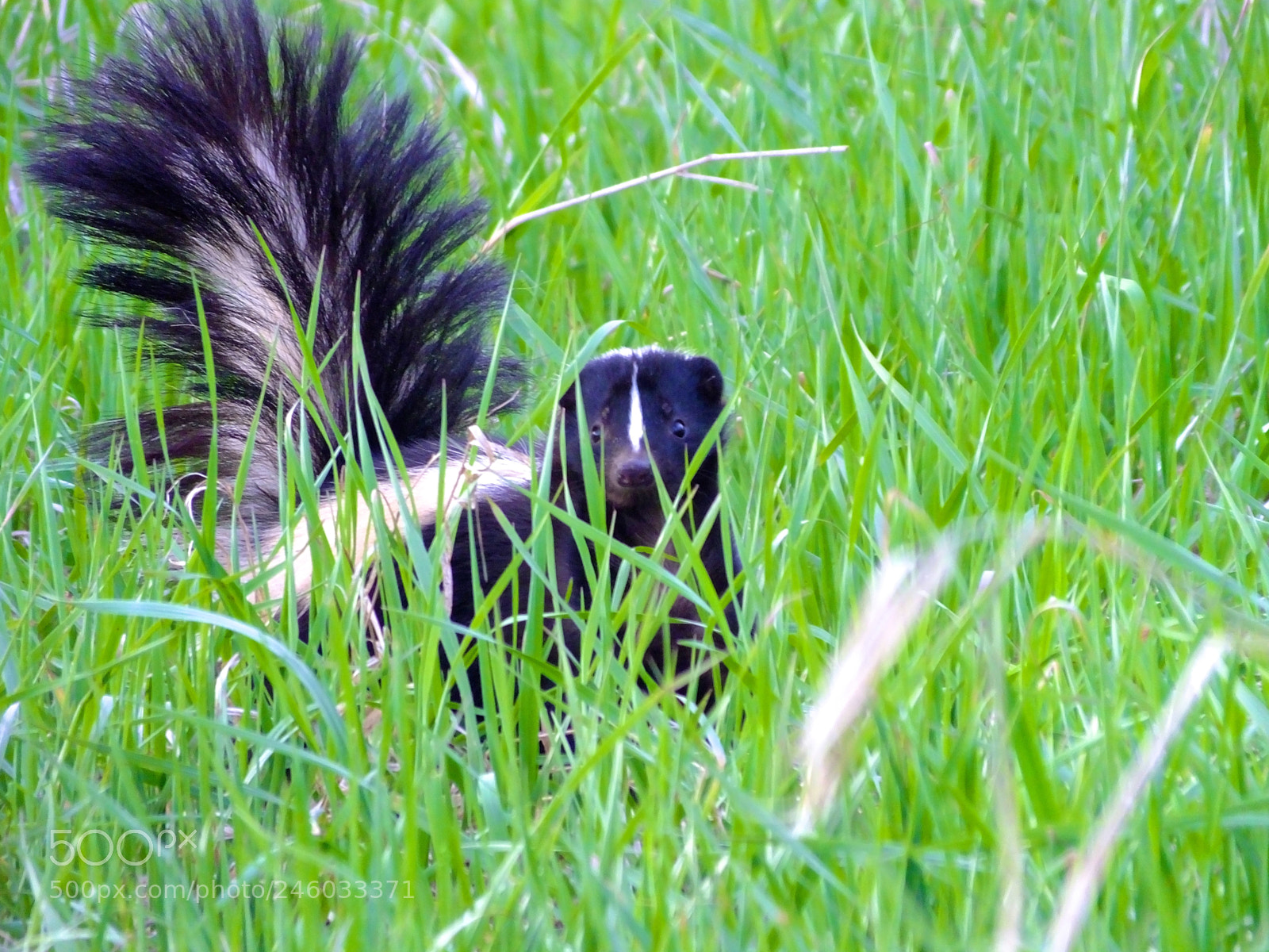 Fujifilm FinePix HS50 EXR sample photo. Little skunk sees me photography