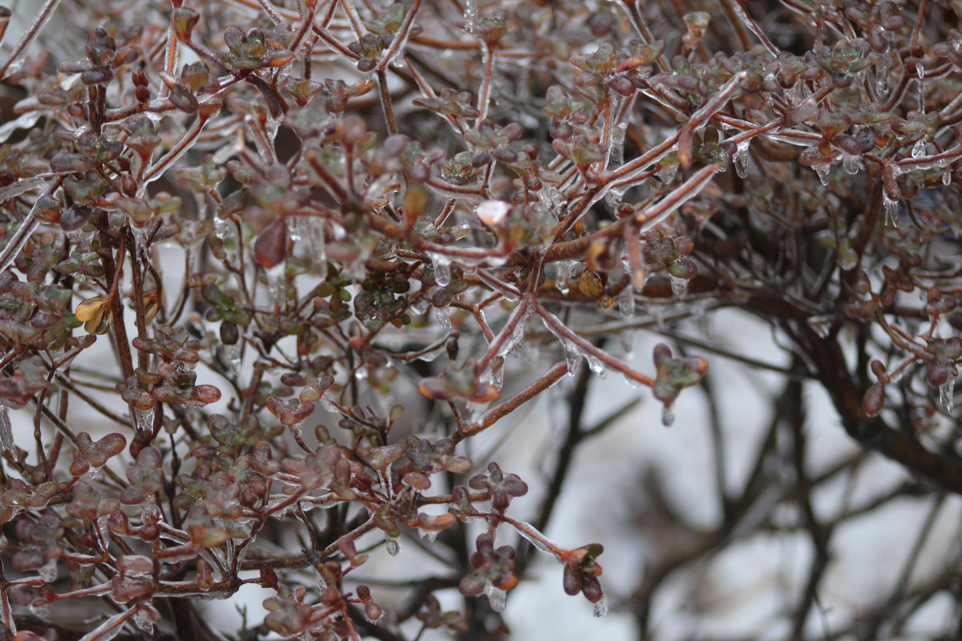 Canon EOS 1300D (EOS Rebel T6 / EOS Kiss X80) + EF75-300mm f/4-5.6 sample photo. Frozen photography
