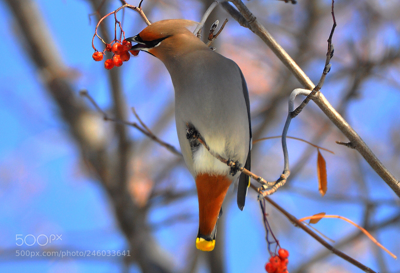Nikon D90 sample photo. Waxwing photography