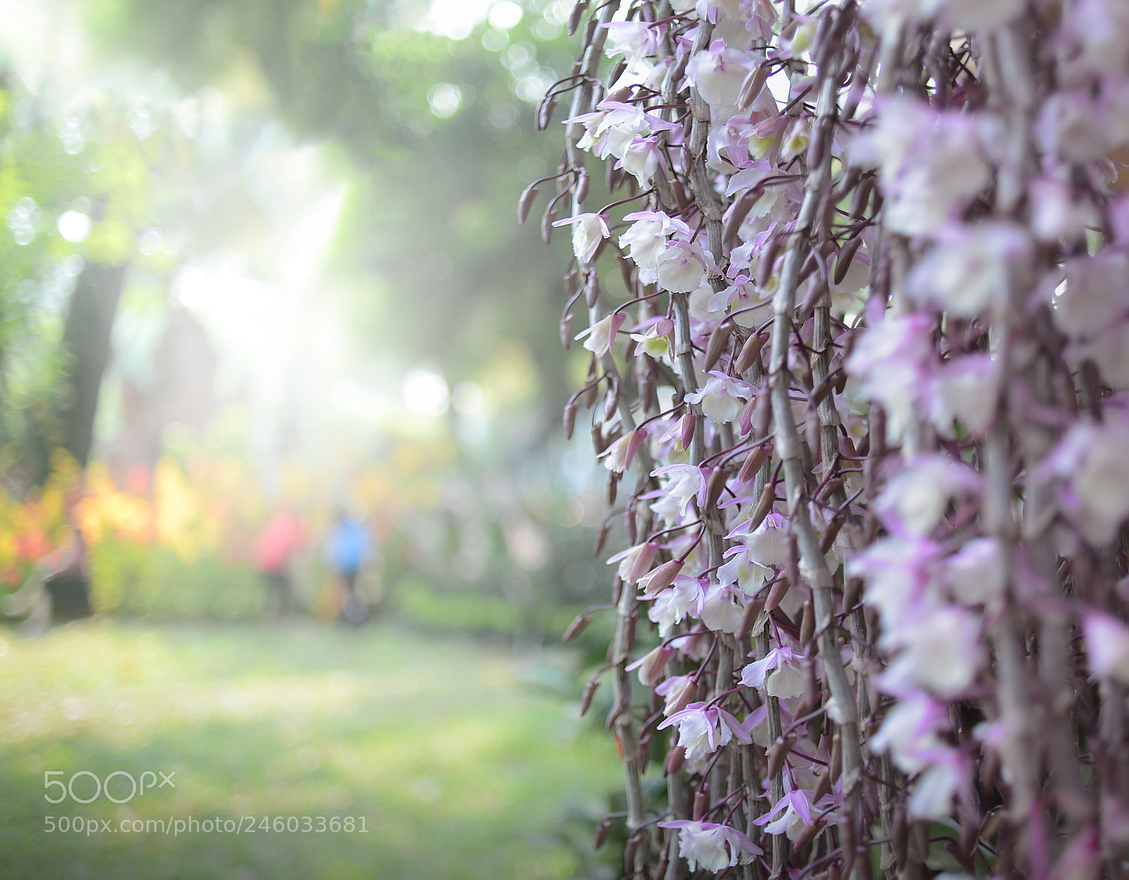 Nikon D600 sample photo. Spring time photography