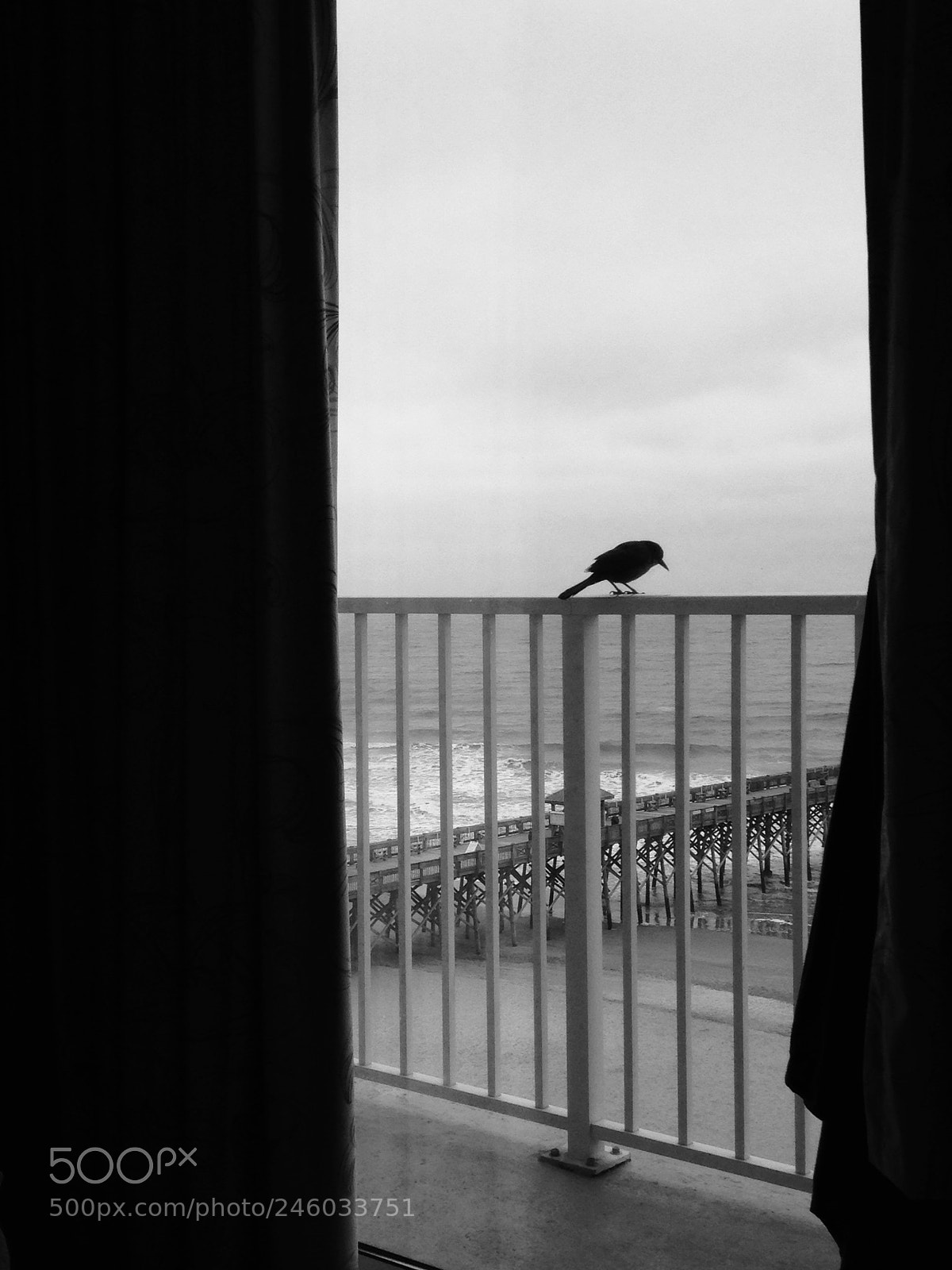 Apple iPhone 5c sample photo. Bird on a rail photography