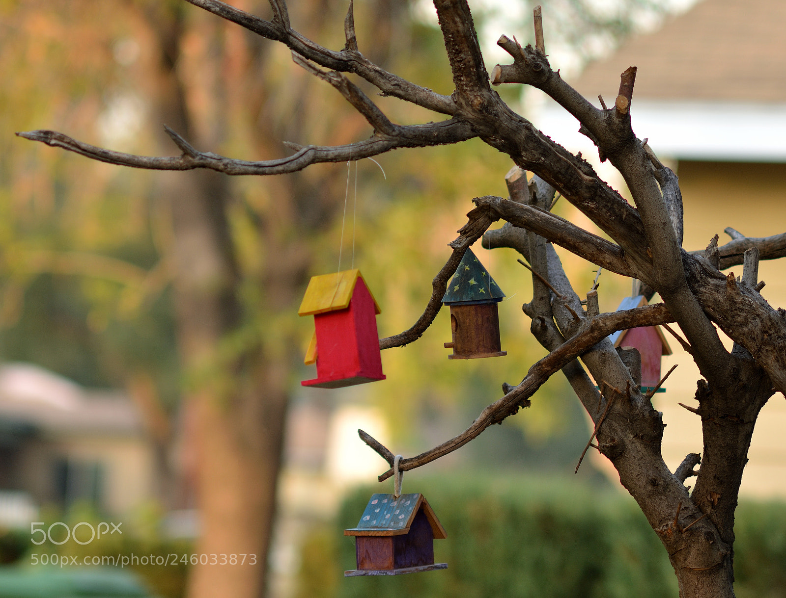 Nikon D7100 sample photo. Bird housingf photography