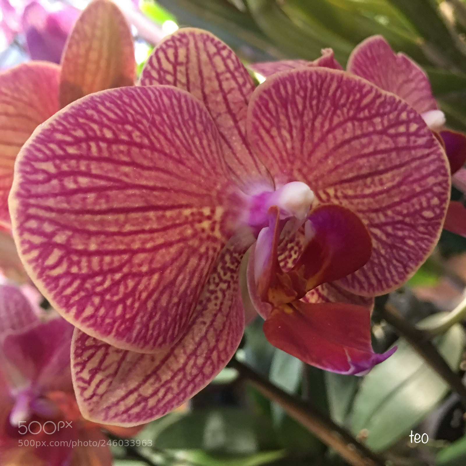 Apple iPhone 6s Plus sample photo. Orchid photography