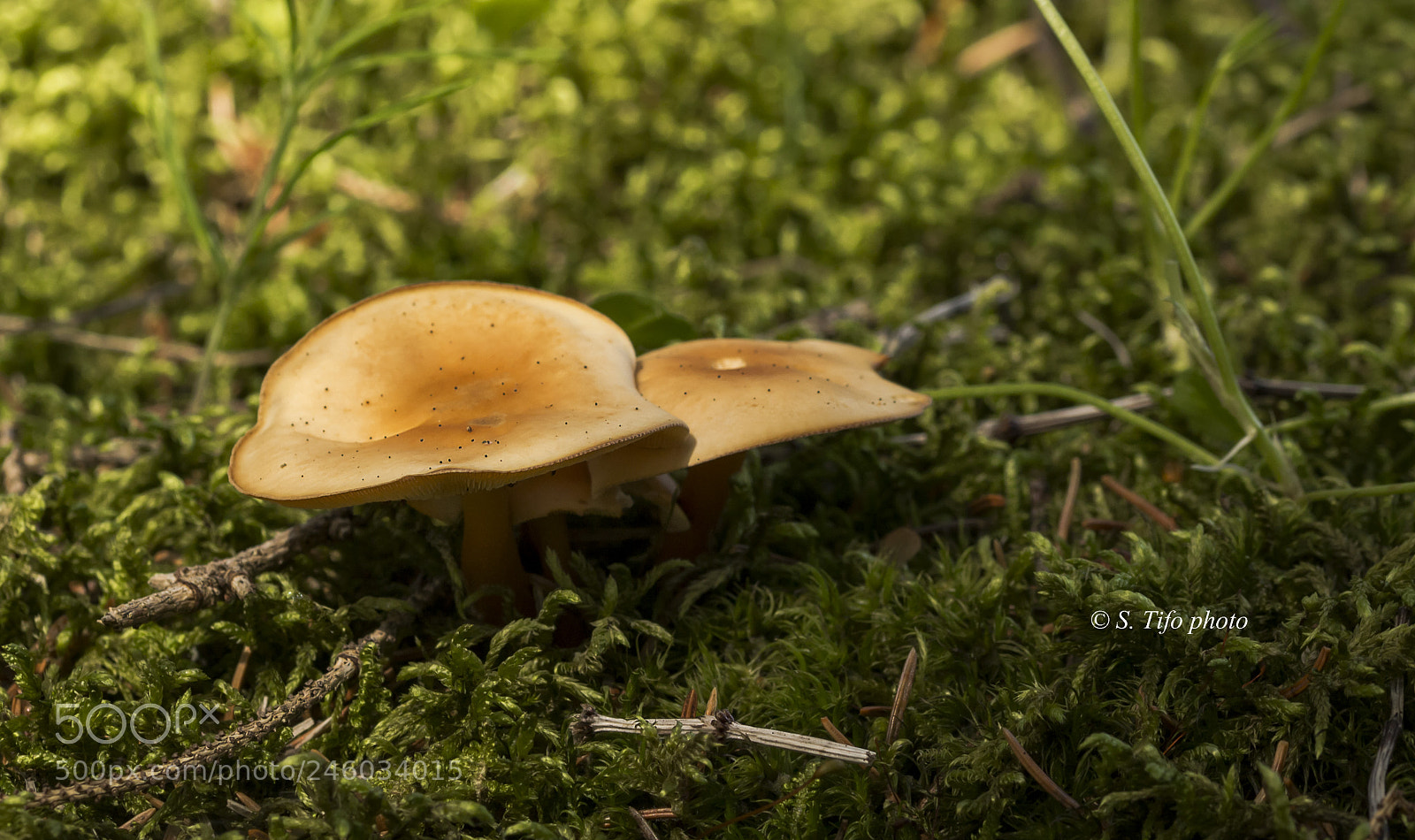 Canon EOS 700D (EOS Rebel T5i / EOS Kiss X7i) sample photo. Mushrooms .... photography