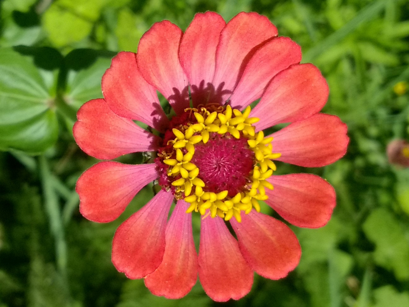 Nokia Lumia 730 Dual SIM sample photo. (o) photography