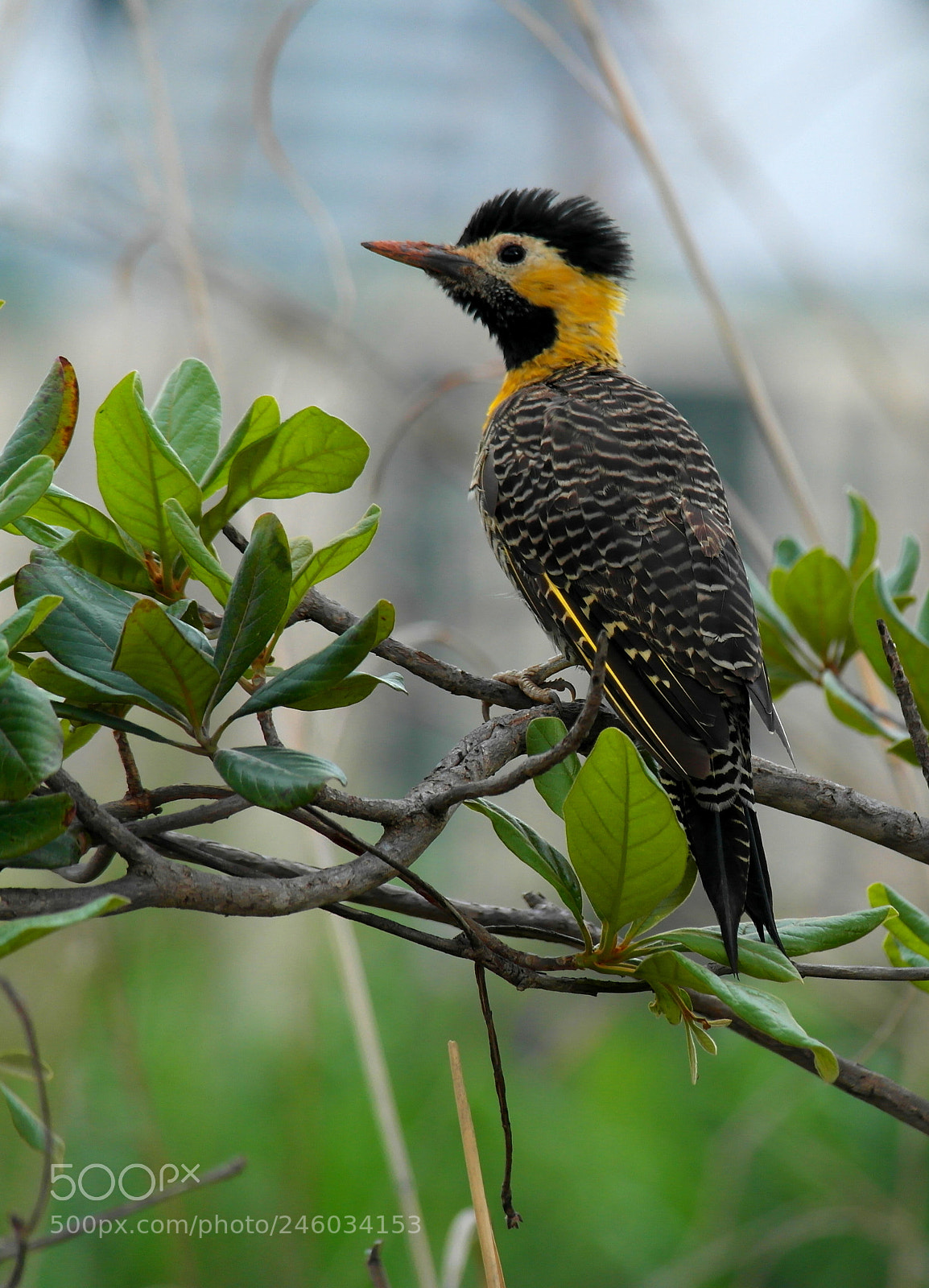 Samsung NX1000 sample photo. A woodpecker known as photography
