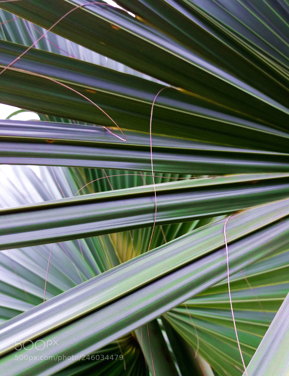 Samsung Galaxy J5(2016) sample photo. Under the palm tree photography