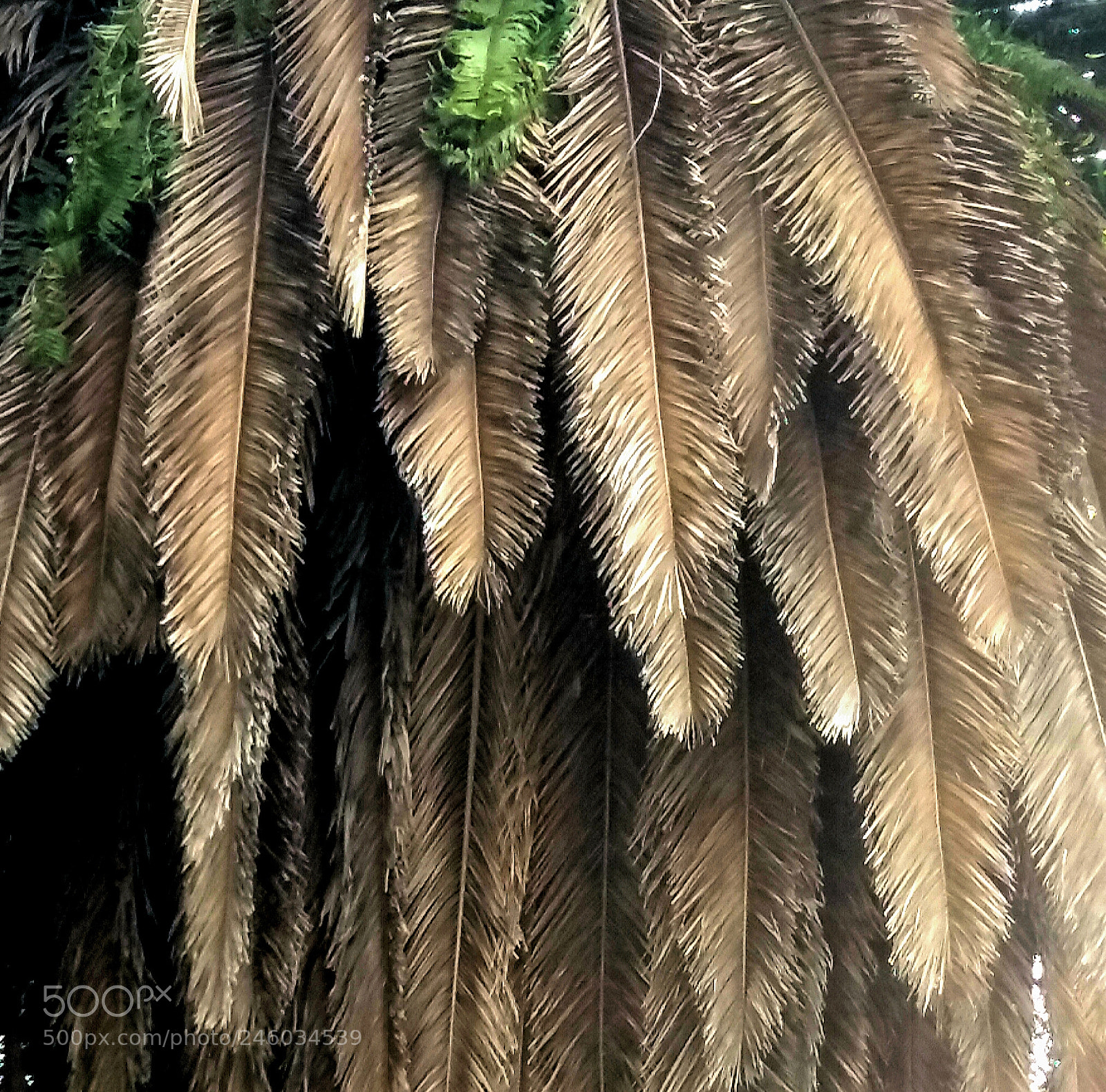 Samsung Galaxy J5(2016) sample photo. Under the palm tree photography