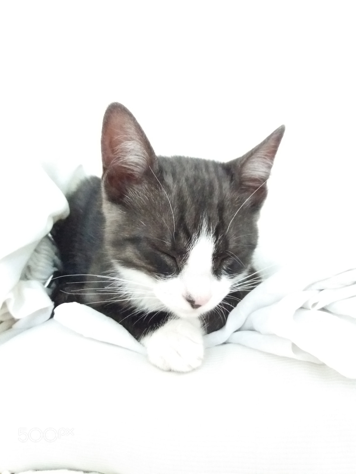 Samsung Galaxy J5(2016) sample photo. Sleeping little cat photography