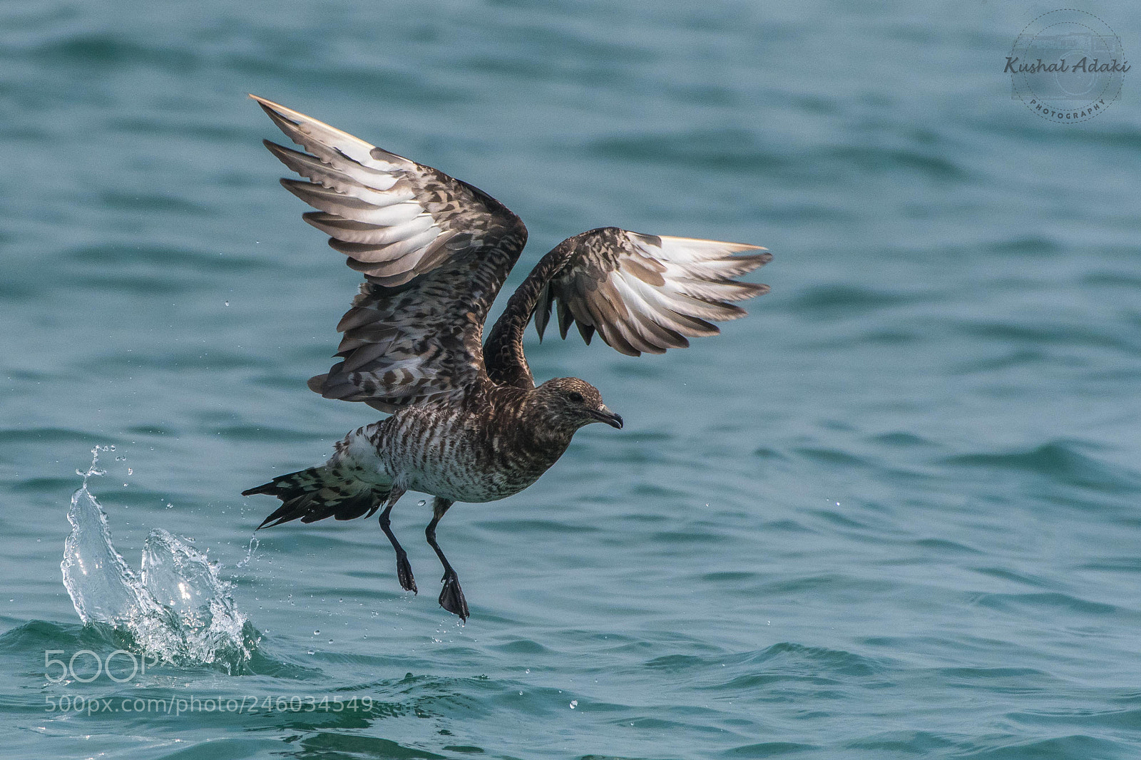 Nikon D500 sample photo. Arctic skua photography