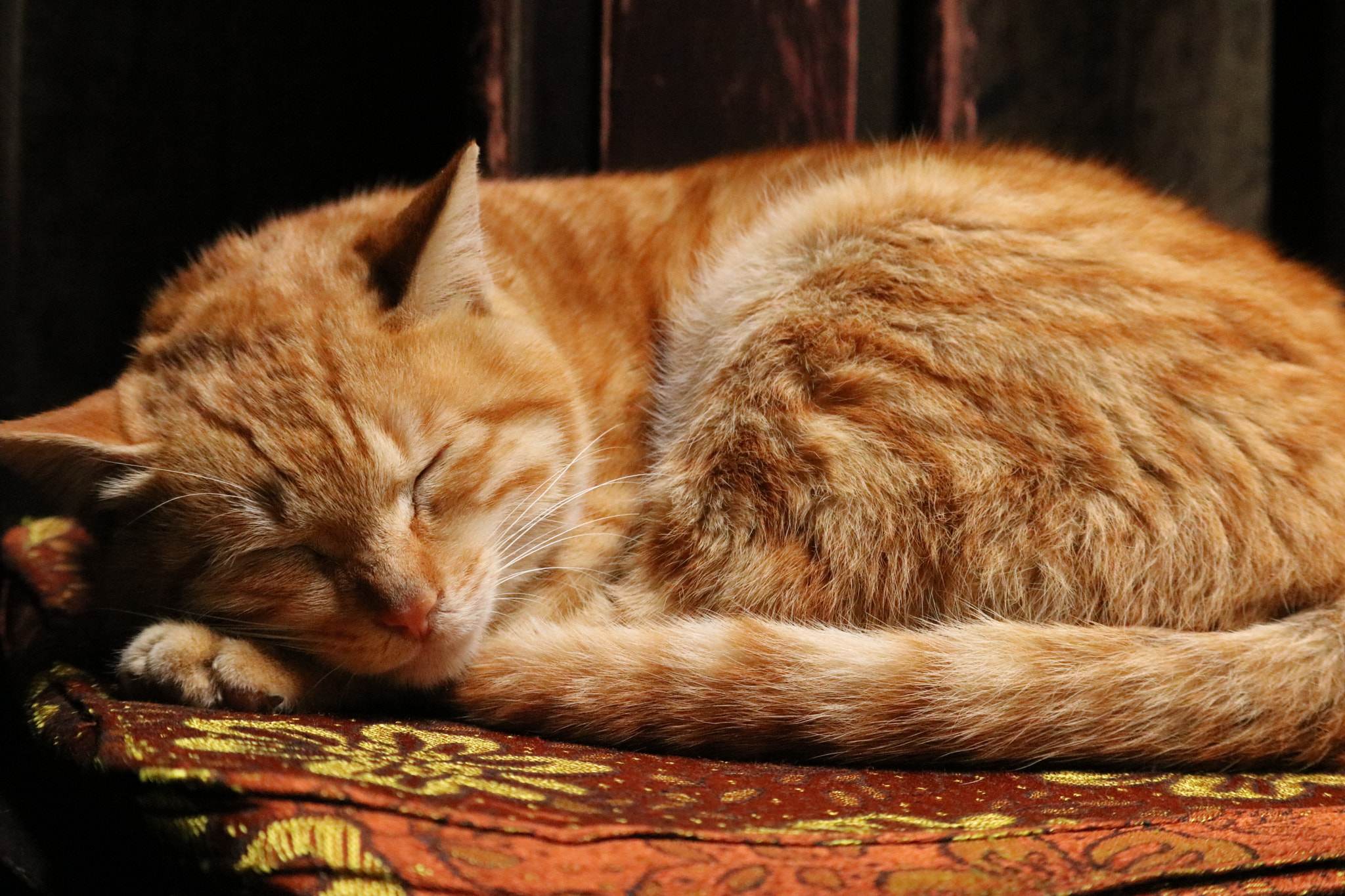 Canon EF-S 55-250mm F4-5.6 IS STM sample photo