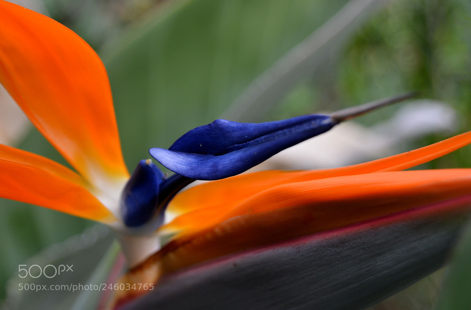 Nikon D3200 sample photo. Bird of paradise photography