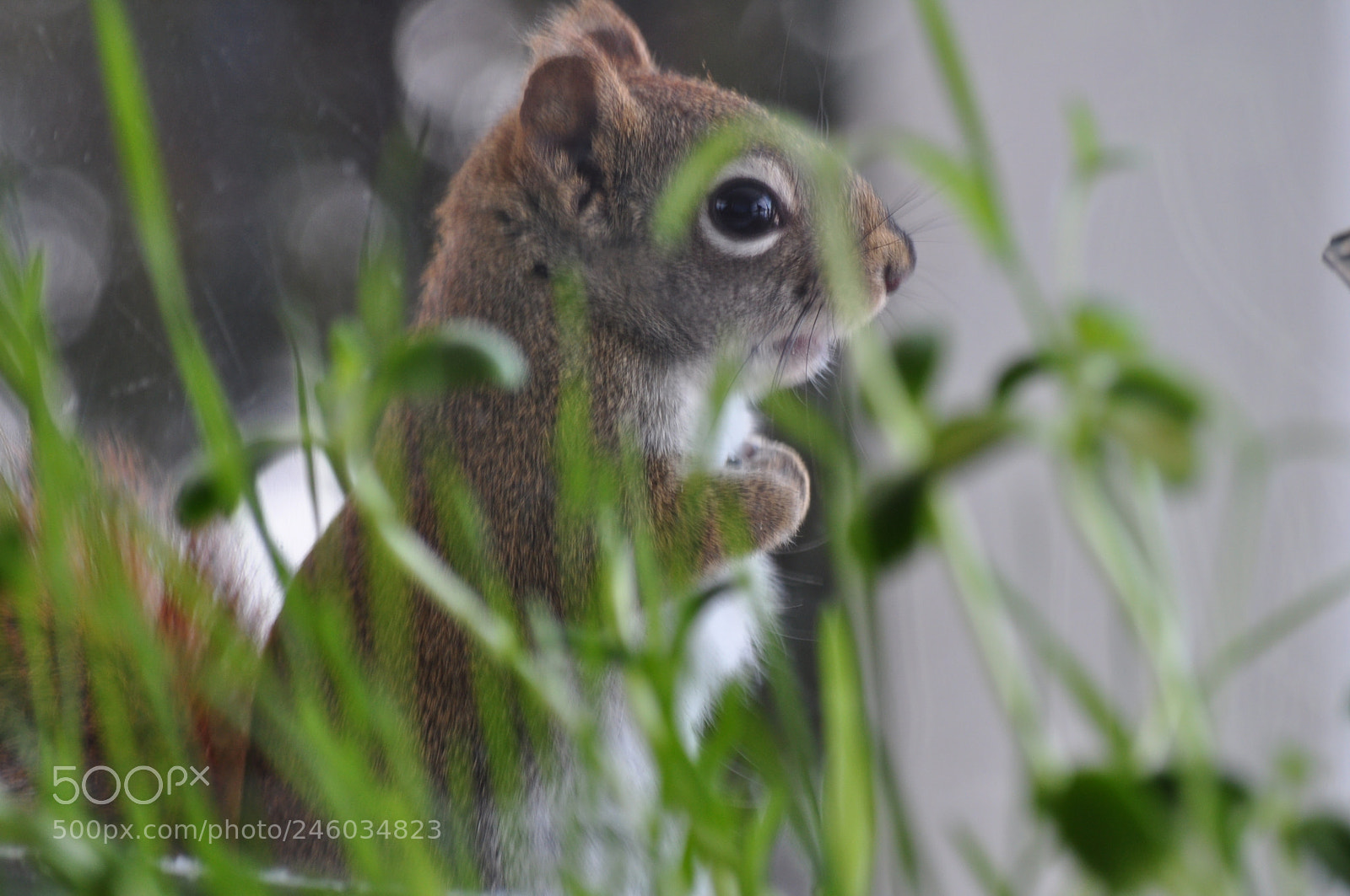 Nikon D5000 sample photo. In the weeds photography