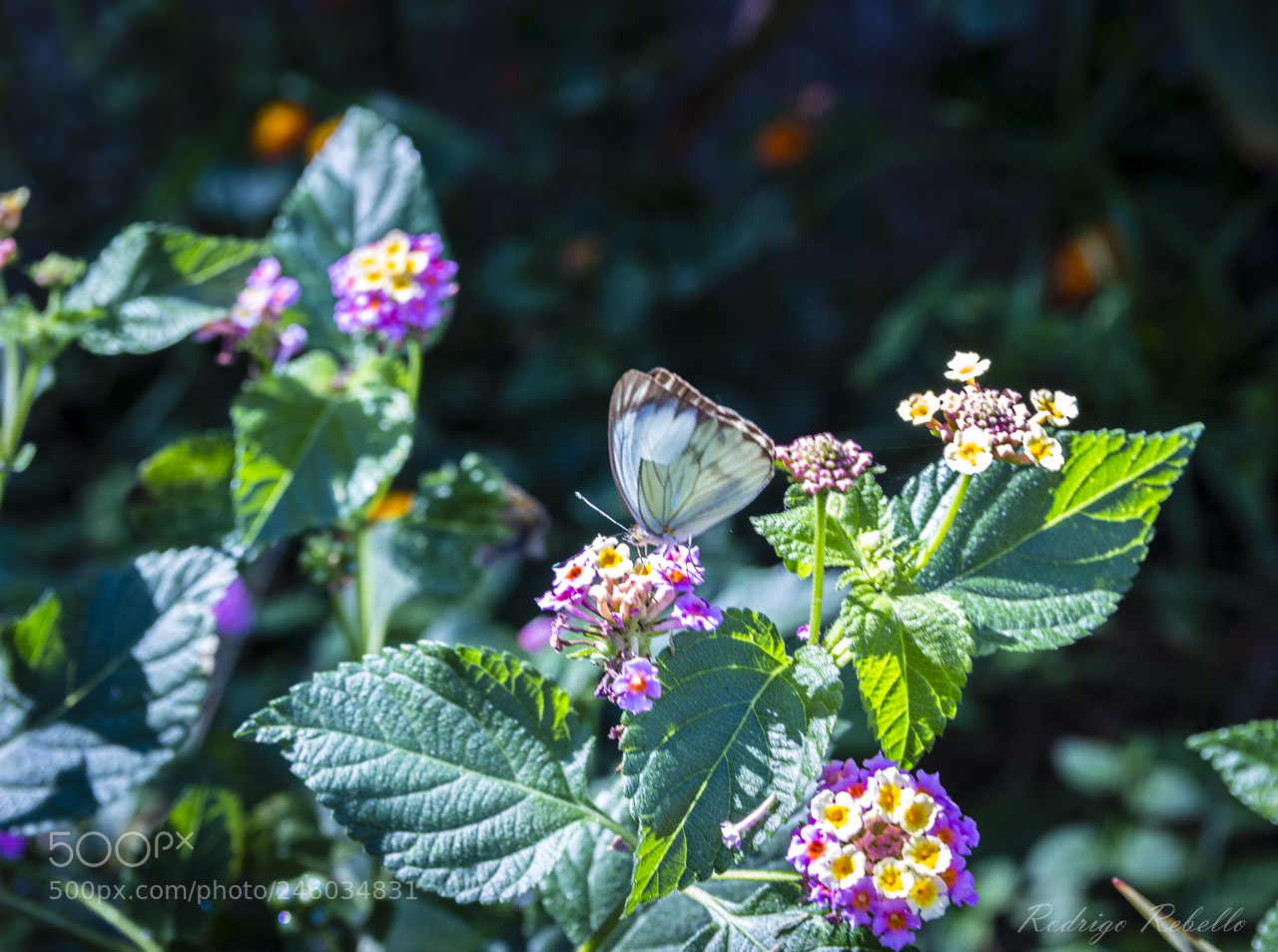 Canon EOS 100D (EOS Rebel SL1 / EOS Kiss X7) sample photo. Borboleta photography