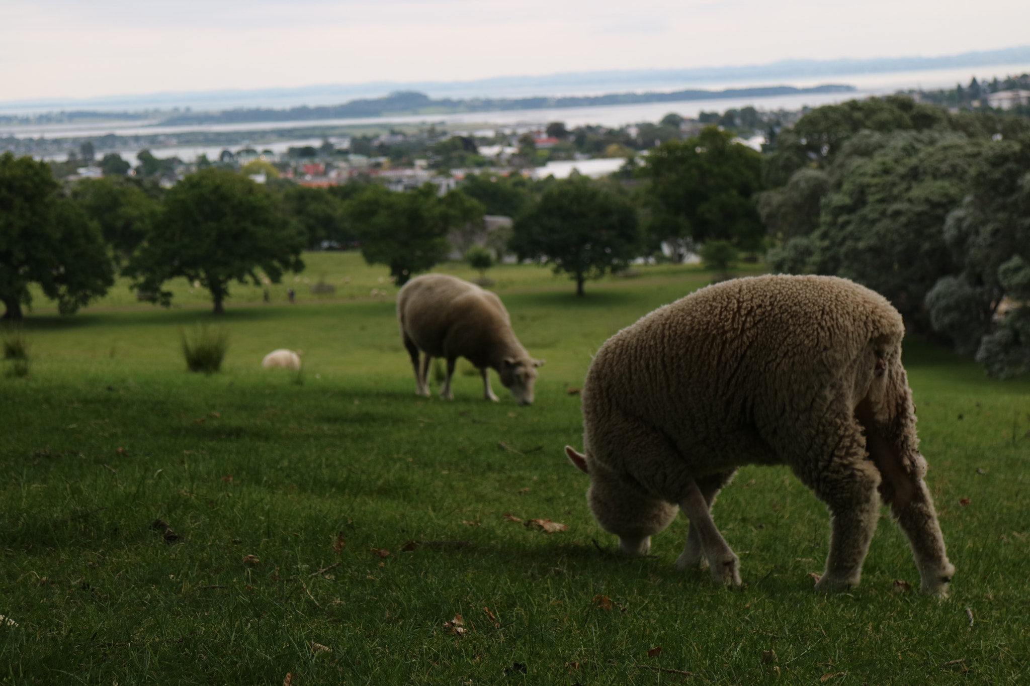 Canon EOS M3 sample photo. Sheep photography