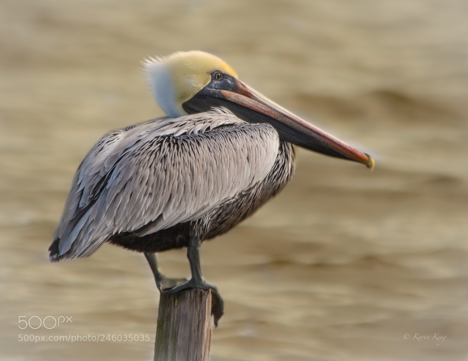 Nikon D500 sample photo. Pelican perch photography
