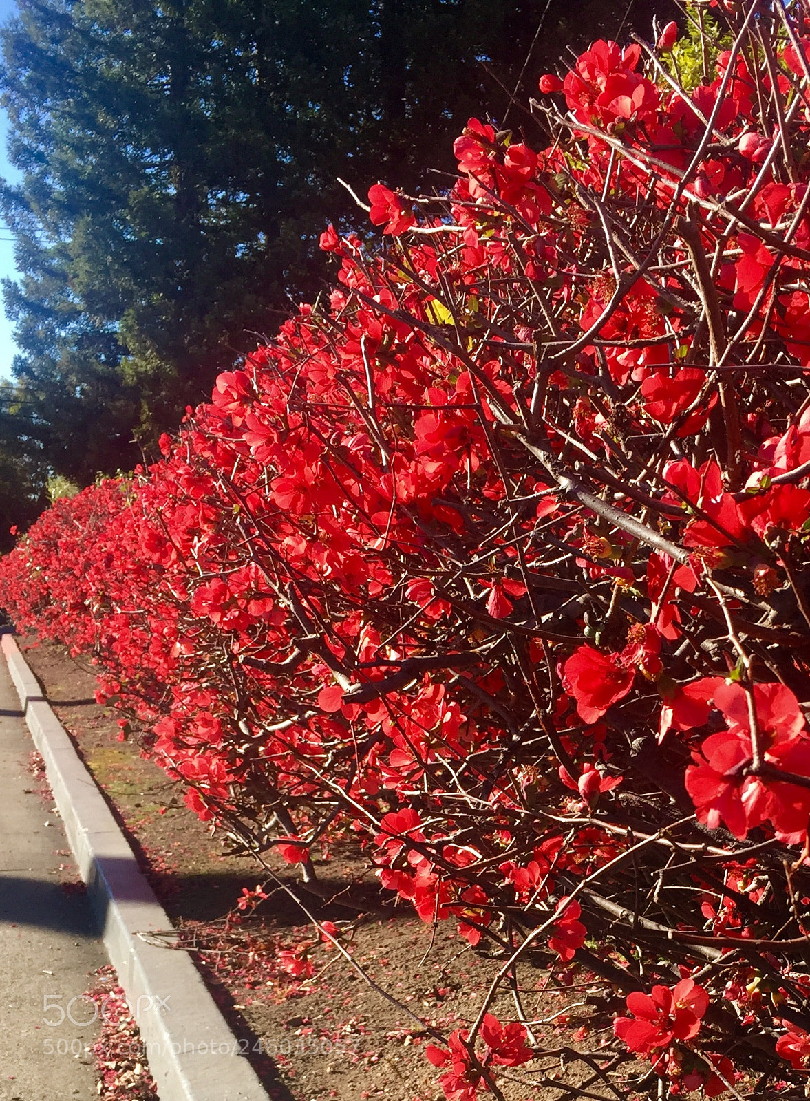 Apple iPhone 6 Plus sample photo. Red flower wall photography