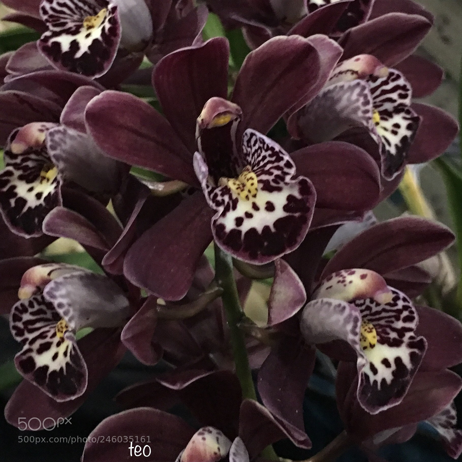 Apple iPhone 6s Plus sample photo. Cymbidium photography