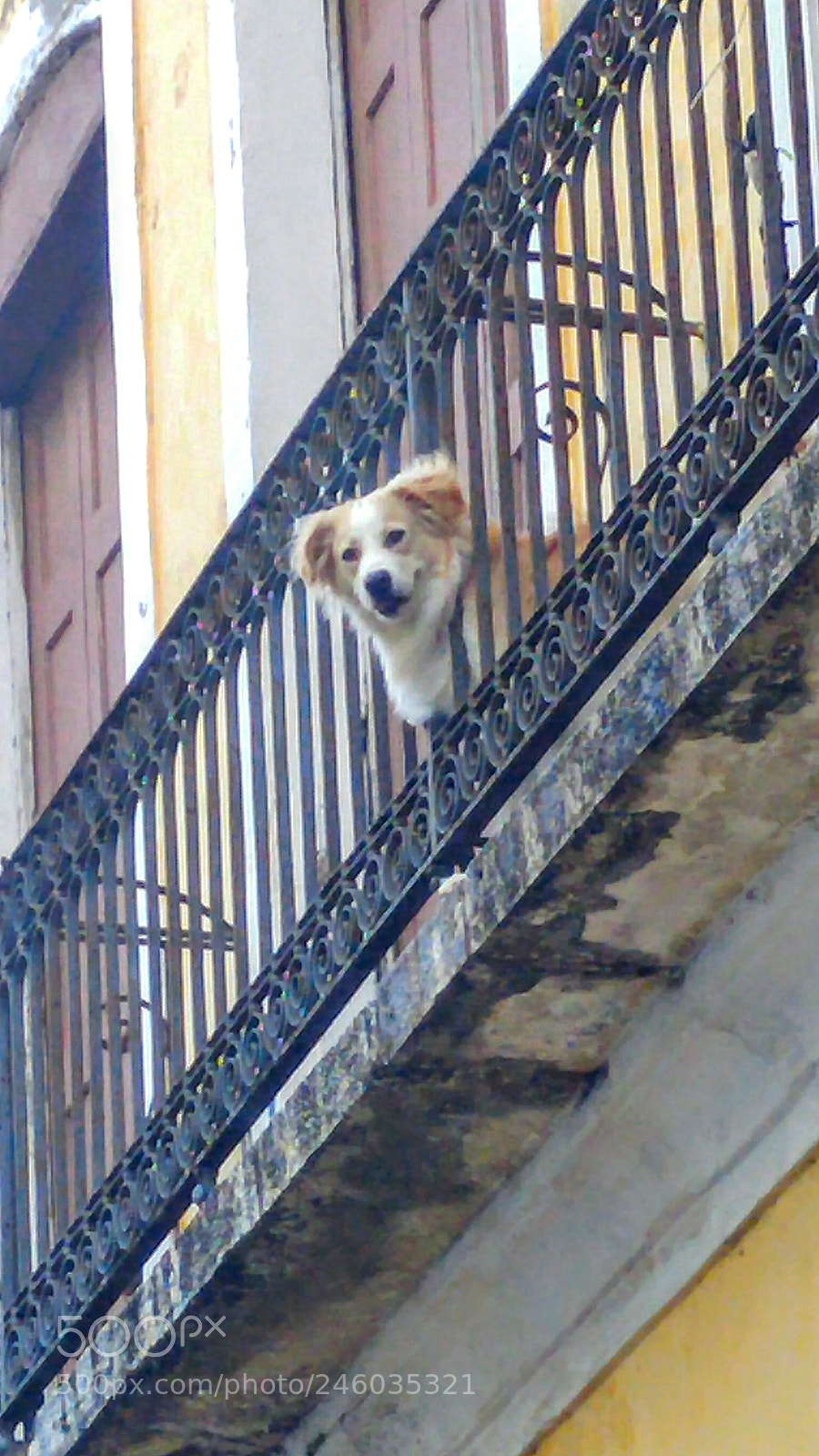 LG H818P sample photo. Doguíneo photography