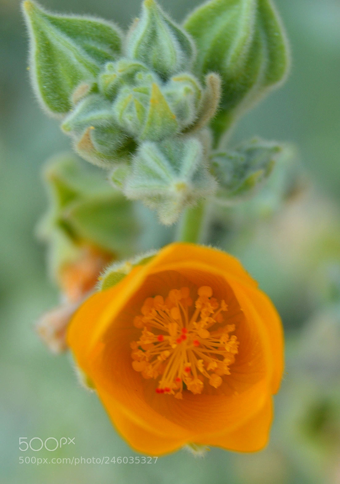 Nikon D3200 sample photo. Budding photography