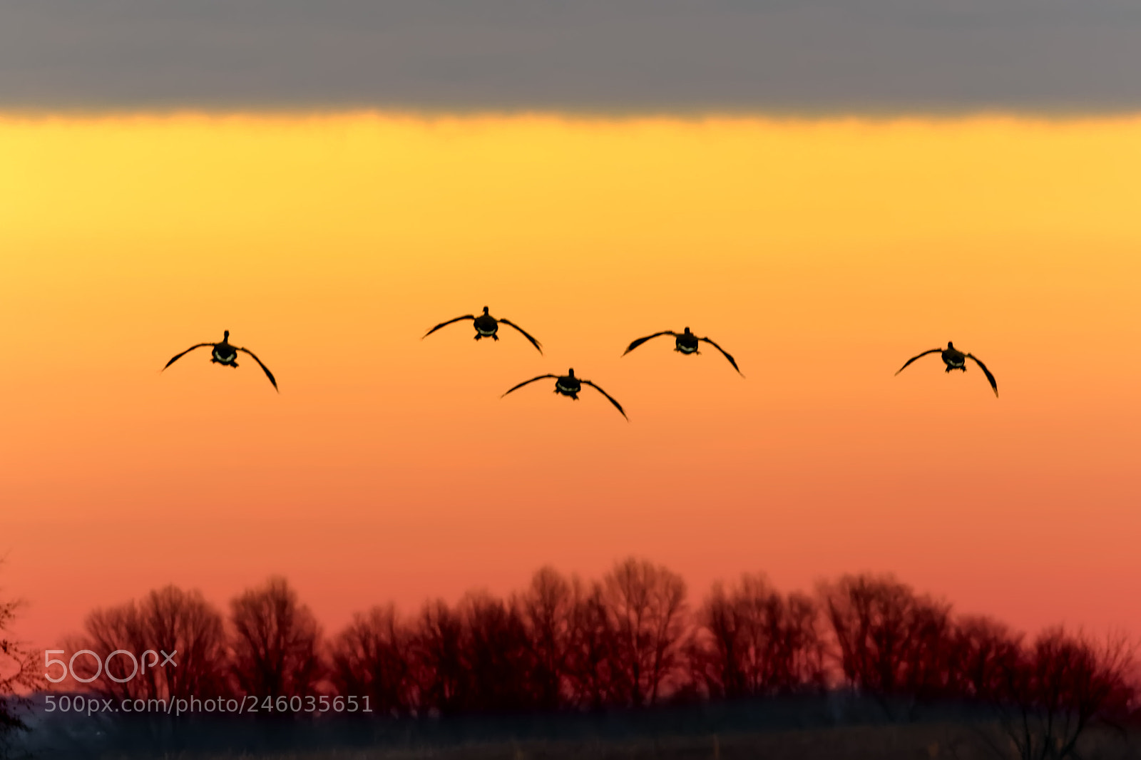 Canon EOS 7D Mark II sample photo. Canadian geese flying at photography