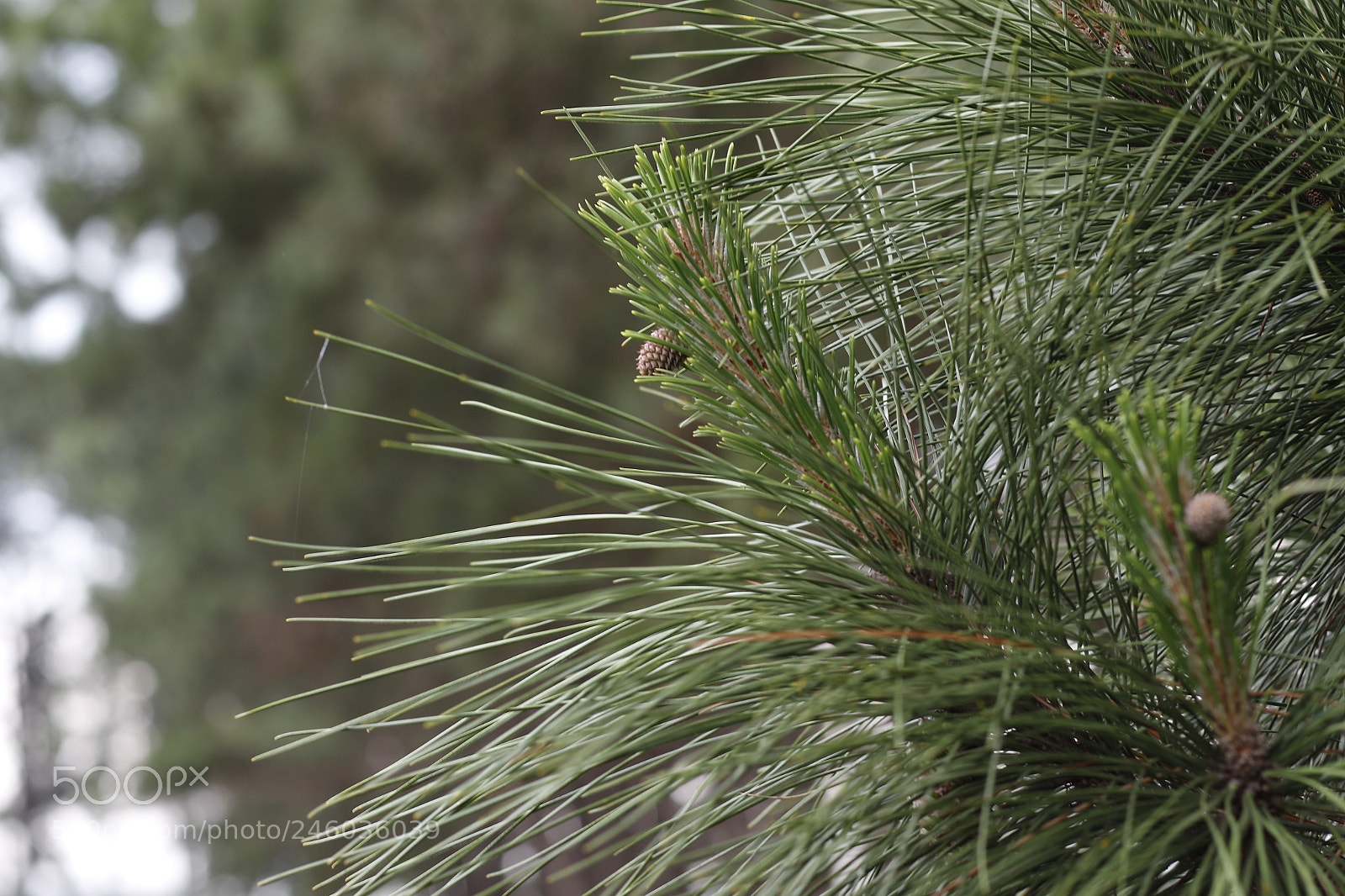 Canon EF 50mm F1.8 STM sample photo. La photography