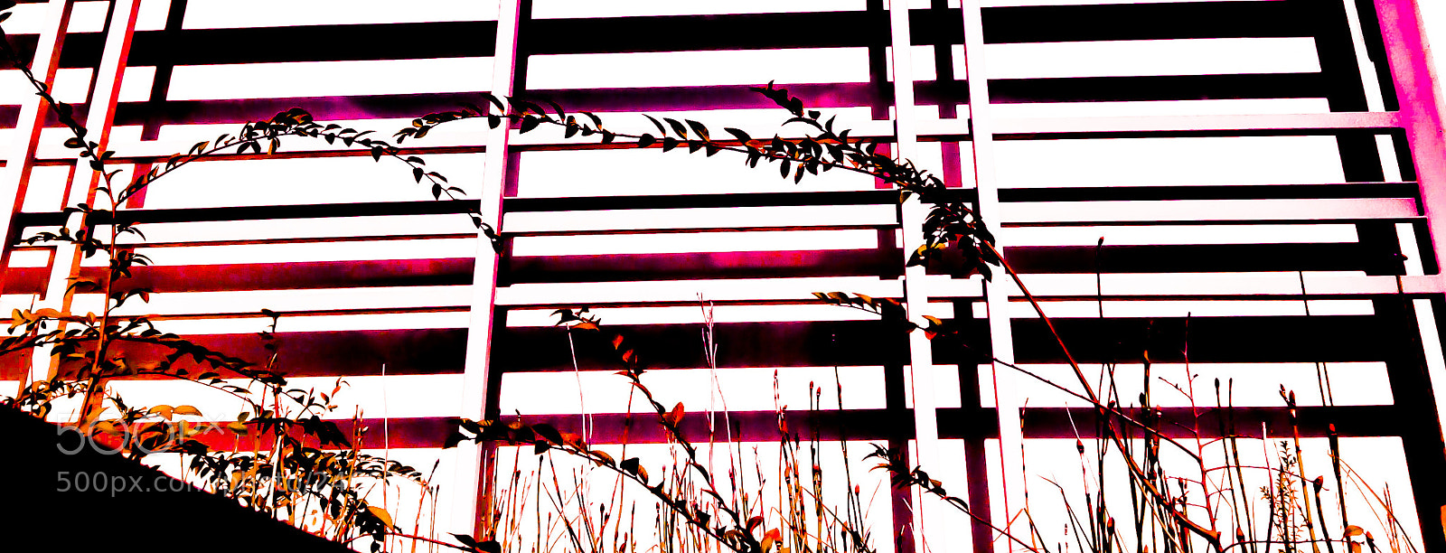 Apple iPhone 5c sample photo. Untitled photography