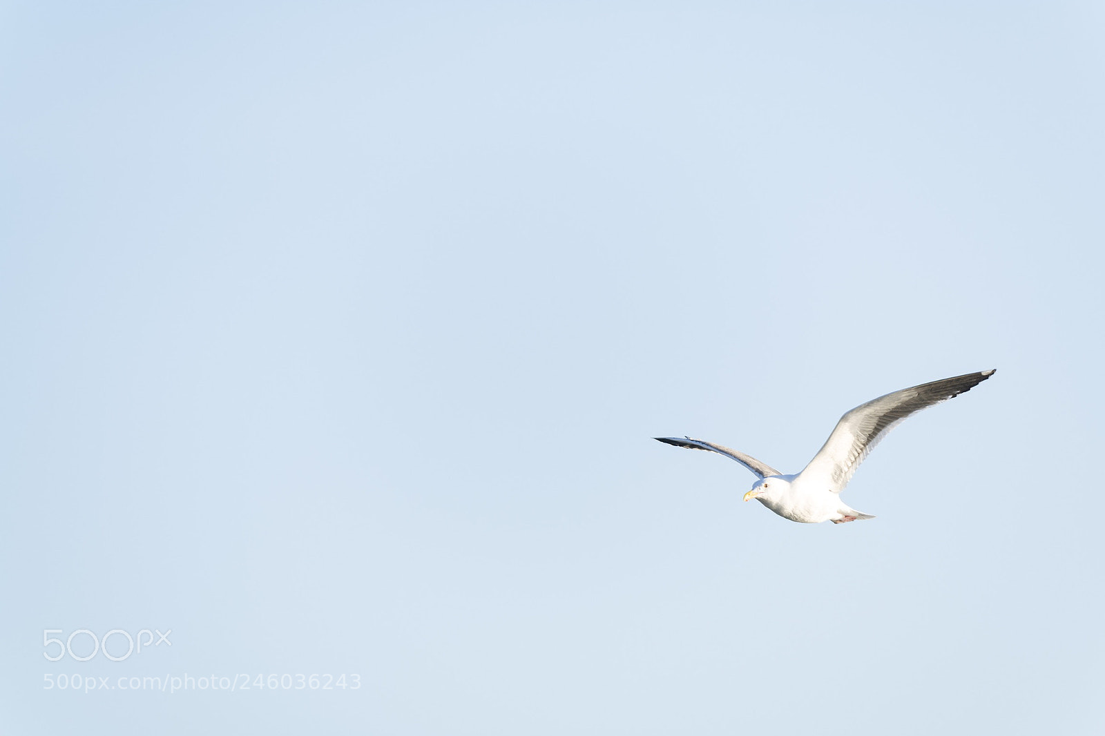 Leica SL (Typ 601) sample photo. Bird photography