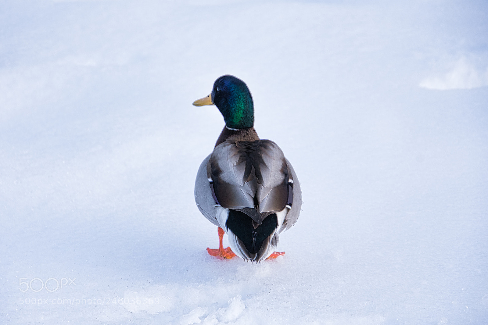 Nikon D7200 sample photo. Duck - winter walk photography