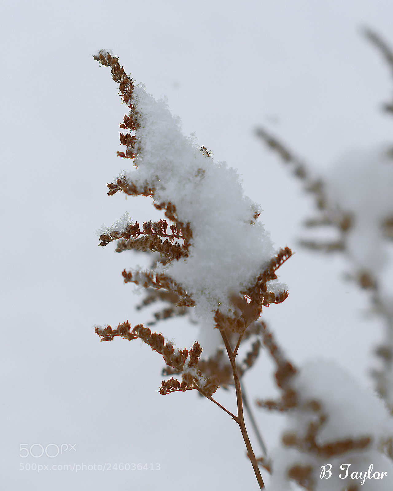 Sony SLT-A57 sample photo. Dry flowers snow photography