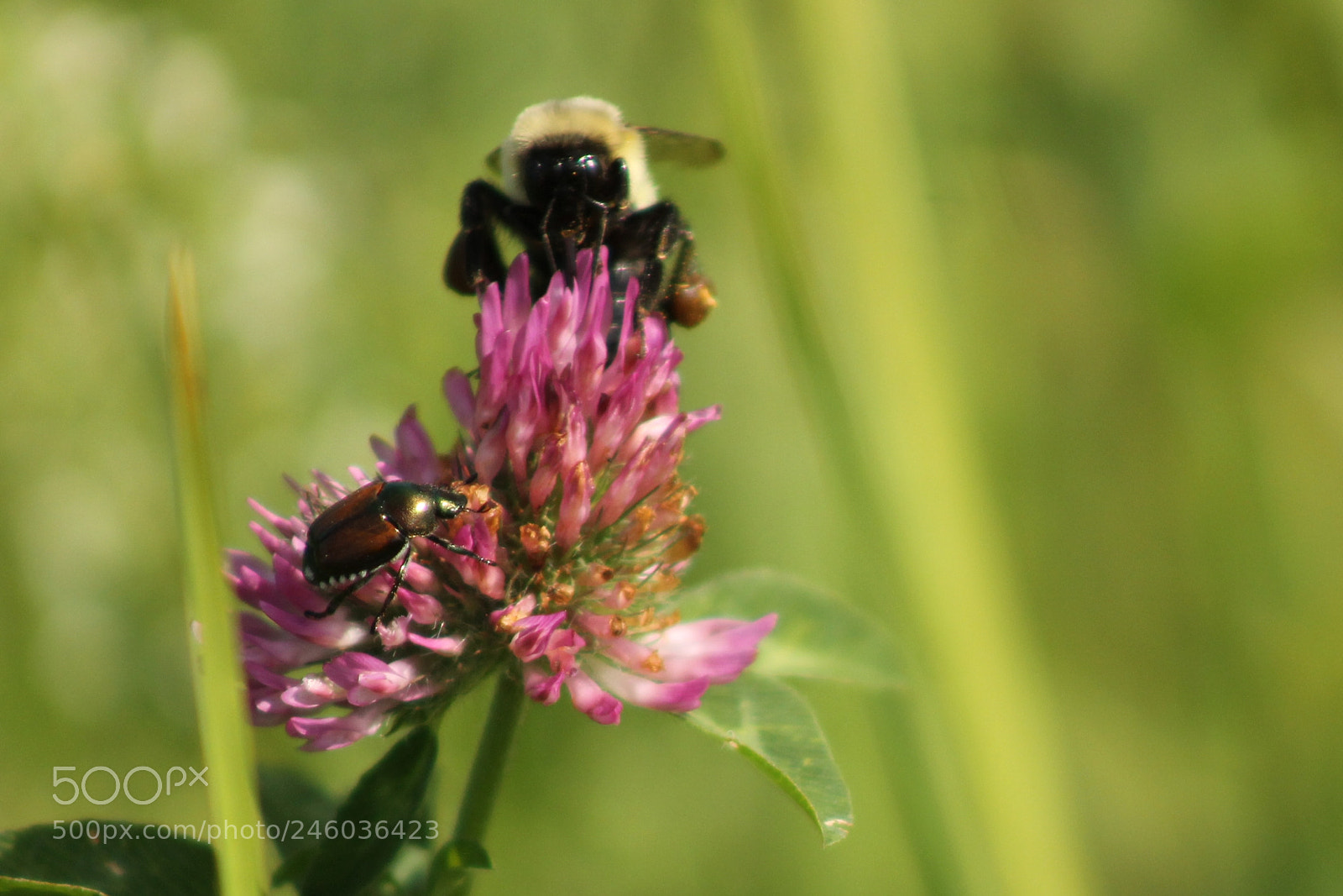 Canon EOS 1100D (EOS Rebel T3 / EOS Kiss X50) sample photo. The bee and the photography