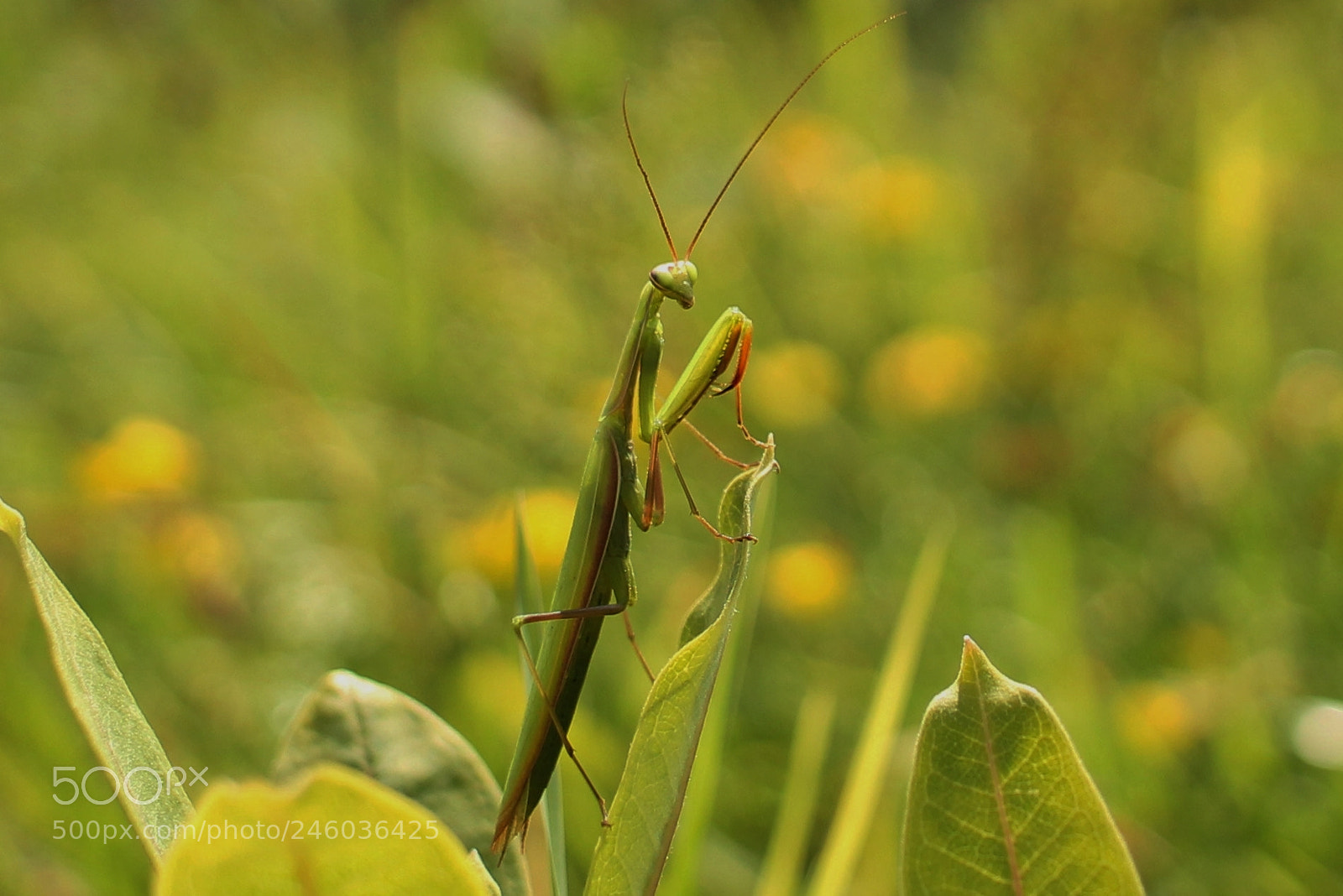 Canon EOS 1100D (EOS Rebel T3 / EOS Kiss X50) sample photo. Mantis photography