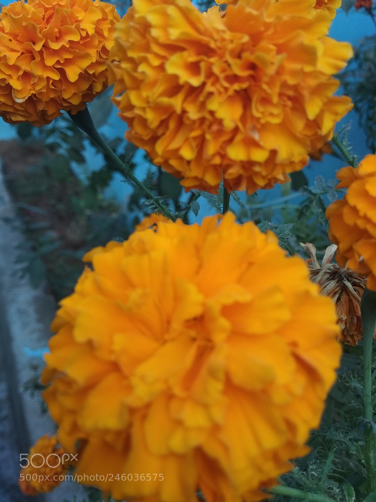 Xiaomi Redmi Note 5A sample photo. Untitled photography
