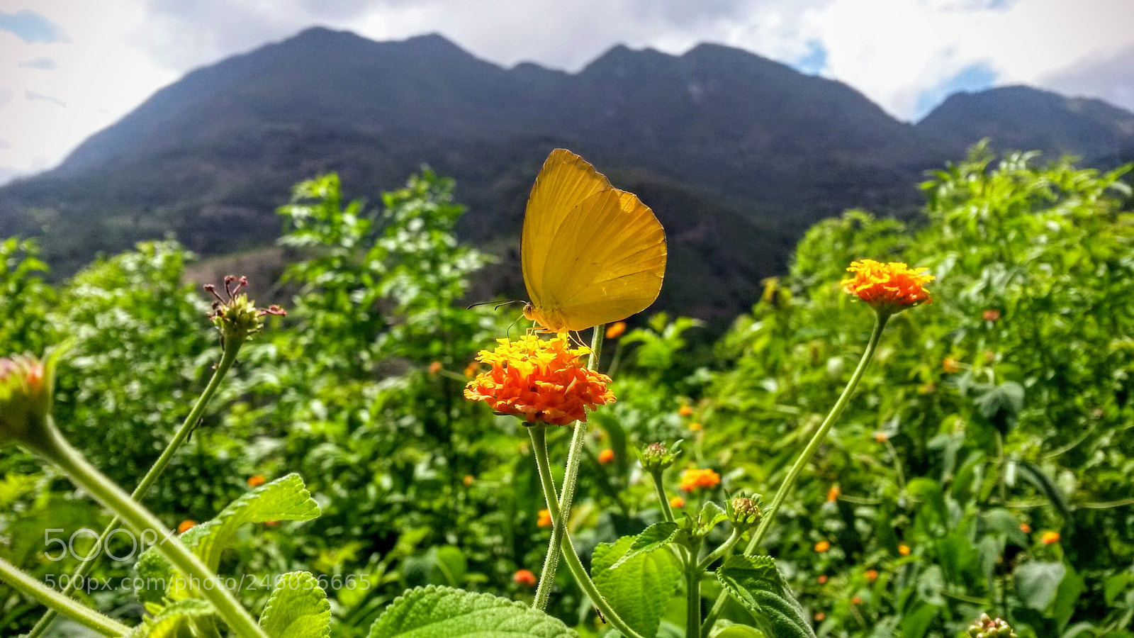 Samsung Galaxy S4 Mini sample photo. Yellow butterfly. photography