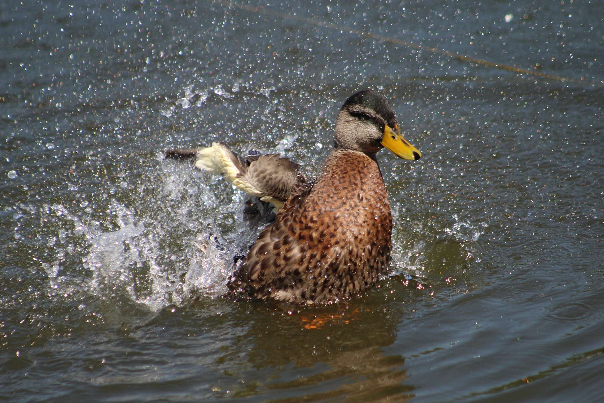 Canon EOS 1300D (EOS Rebel T6 / EOS Kiss X80) + EF75-300mm f/4-5.6 sample photo. Duck freezed!!! photography