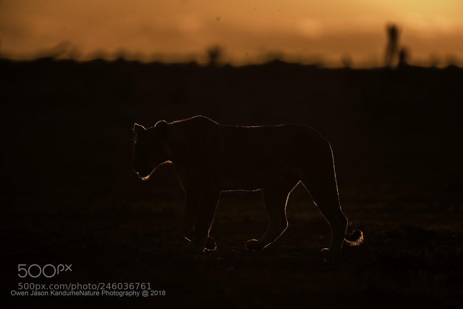 Canon EOS-1D X Mark II sample photo. Leo photography