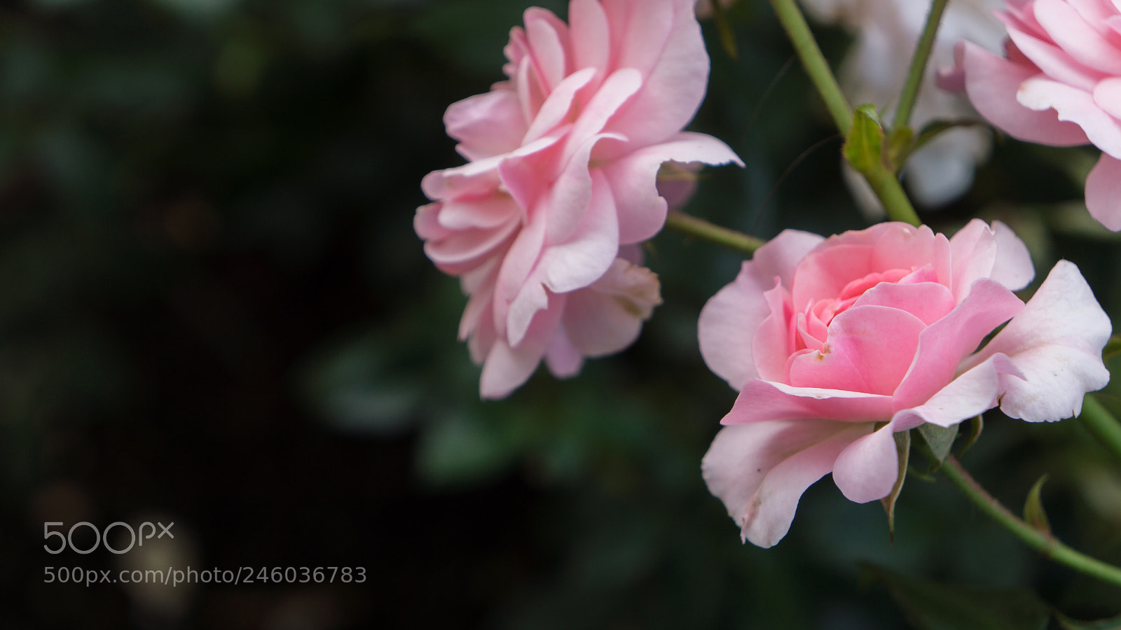 Sony Alpha NEX-7 sample photo. Untitled photography