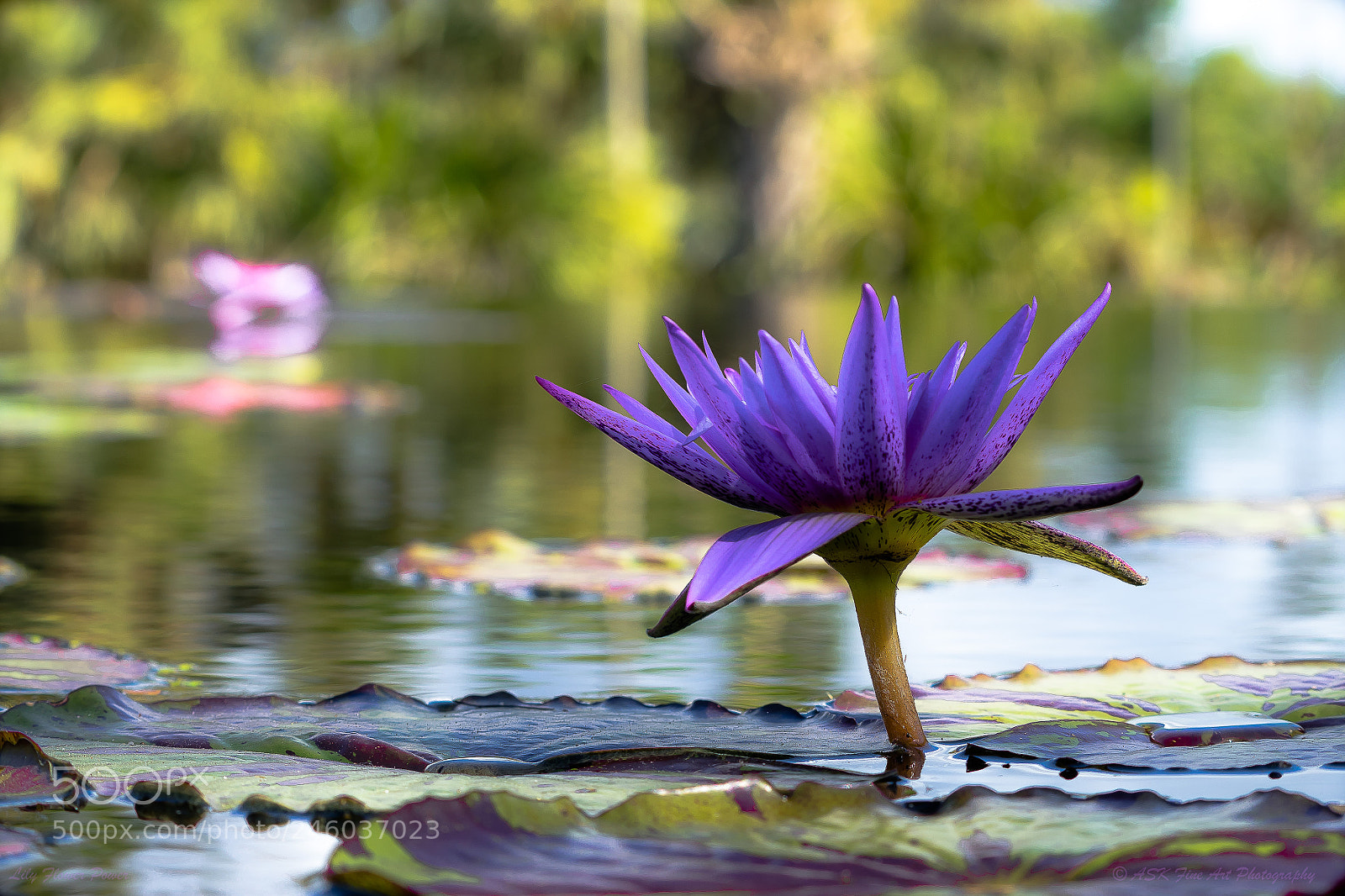 Sony a7 sample photo. Lily flower power photography