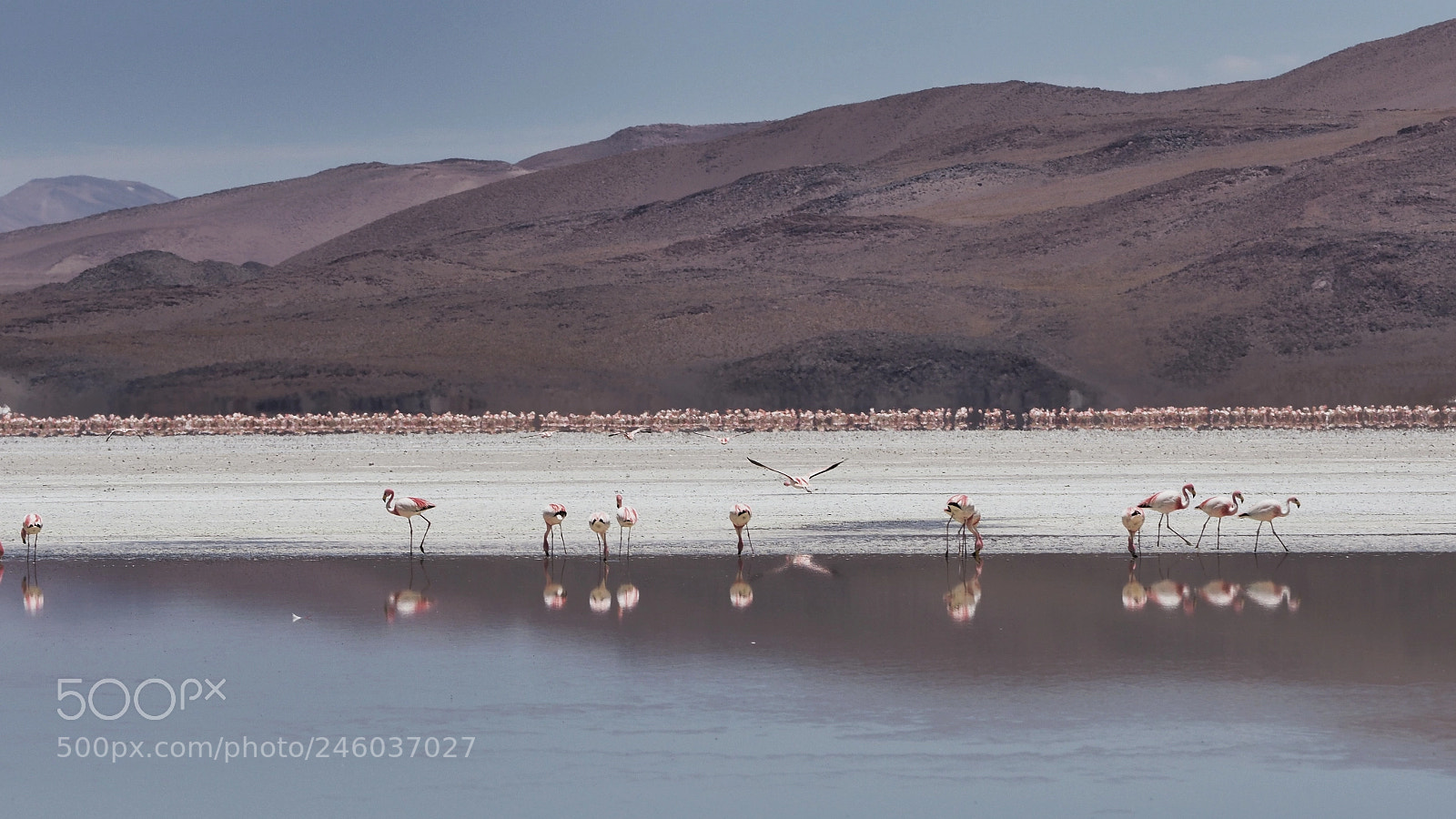 Olympus OM-D E-M1 Mark II sample photo. Flamingos, laguna colorada (bolivia) photography