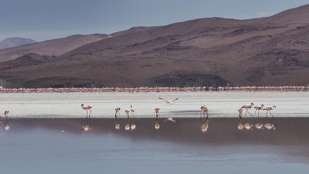 Flamingos, Laguna Colorada (Bolivia) by Nancy Lundebjerg on 500px.com