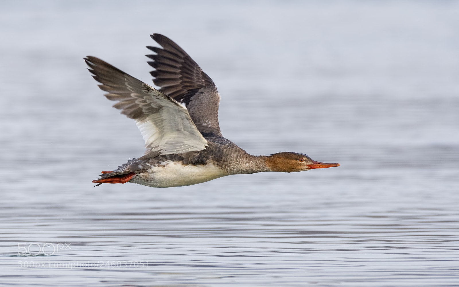 Nikon D7200 sample photo. Red-breasted merganser re-edit photography