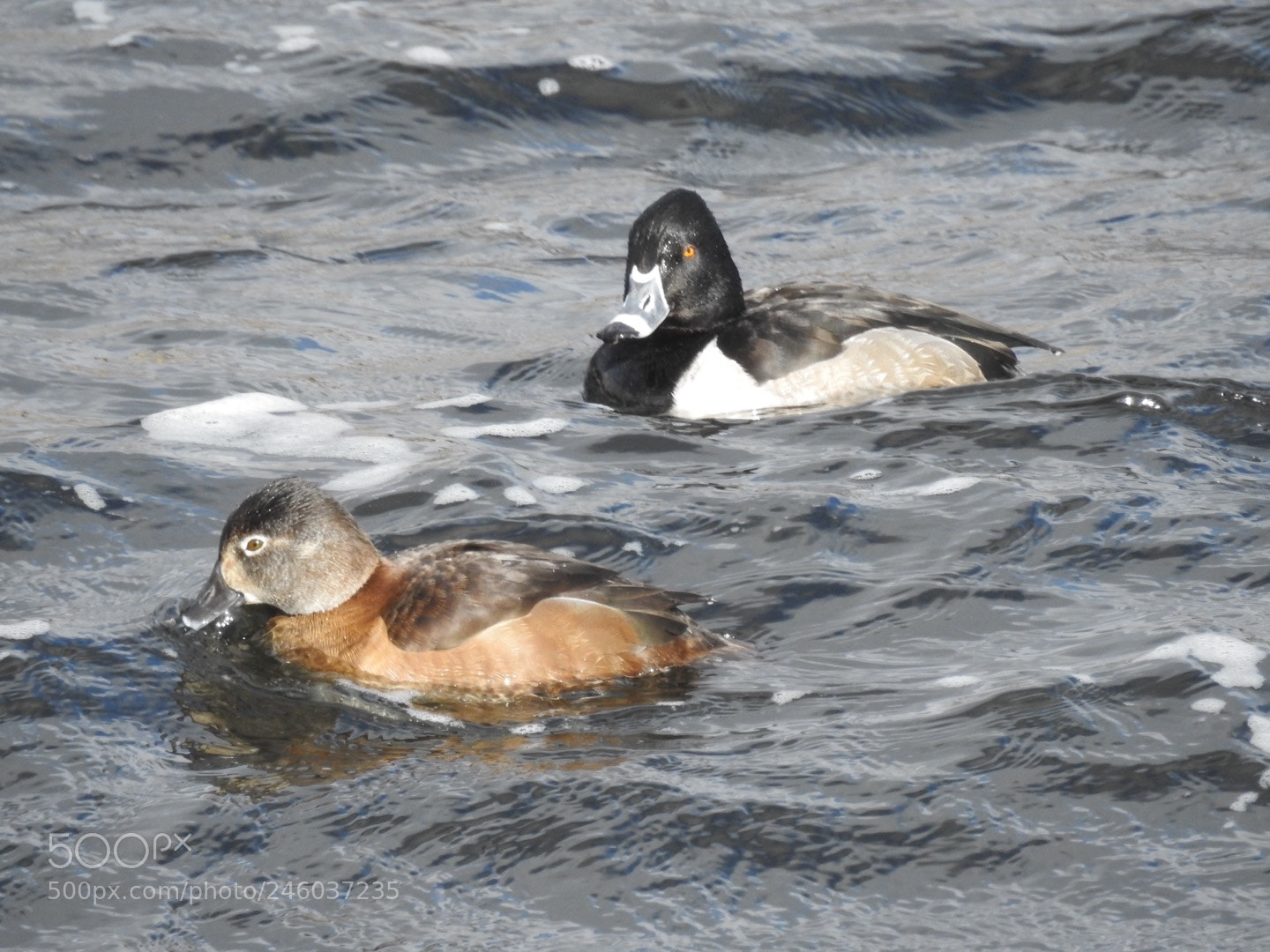 Nikon Coolpix P900 sample photo. Ring neck ducks 02/13/18 photography