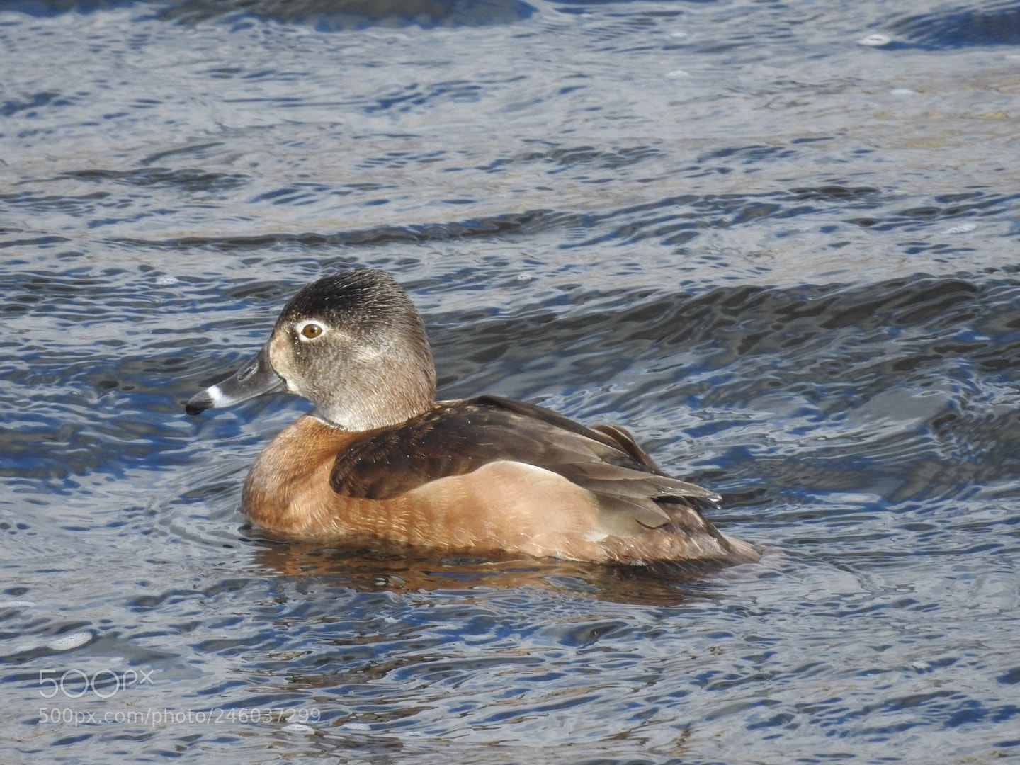 Nikon Coolpix P900 sample photo. Ring neck duck 02/13/18 photography