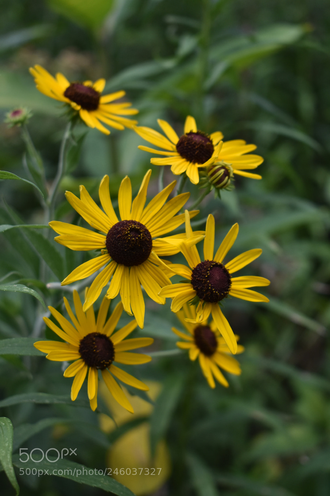 Nikon D3400 sample photo. Flowers photography